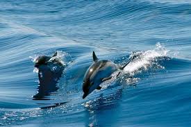 Image result for Adventure Dolphin