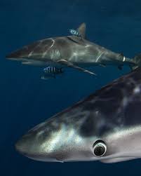 Image result for Scylliogaleus quecketti