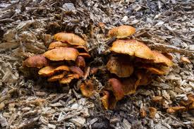 Attēlu rezultāti vaicājumam “Gymnostomum aeruginosum”