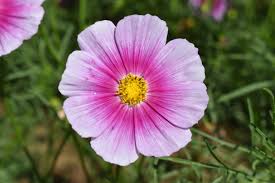 Image result for Cosmos bipinnatus