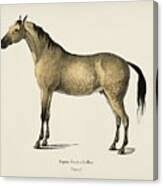 Attēlu rezultāti vaicājumam “Equus ferus caballus”