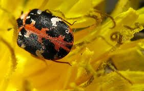 Attēlu rezultāti vaicājumam “Anthrenus scrophulariae”