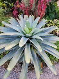 Attēlu rezultāti vaicājumam “Arcyria imperialis stalked”