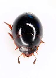 Attēlu rezultāti vaicājumam “Leiodidae”