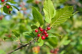 Attēlu rezultāti vaicājumam “Frangula alnus”
