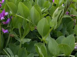 Attēlu rezultāti vaicājumam “Lathyrus japonicus subsp. maritimus flower”