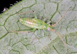 Attēlu rezultāti vaicājumam “Blepharidopterus angulatus”