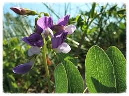 Attēlu rezultāti vaicājumam “Lathyrus japonicus subsp. maritimus fruit”