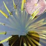 Attēlu rezultāti vaicājumam “Stratiotes aloides leaf”