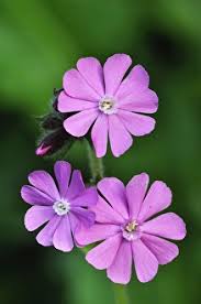 Attēlu rezultāti vaicājumam “Silene dioica”