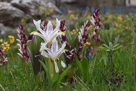 Attēlu rezultāti vaicājumam “Iris rosenbachiana flower”