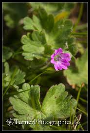 Attēlu rezultāti vaicājumam “Geranium molle flower”