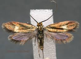 Attēlu rezultāti vaicājumam “Adelidae”