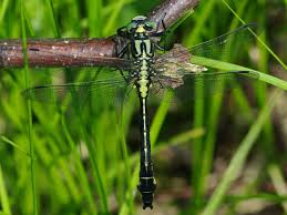 Attēlu rezultāti vaicājumam “Gomphus vulgatissimus”