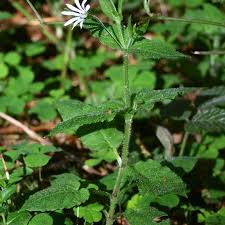 Attēlu rezultāti vaicājumam “Stellaria nemorum leaf”
