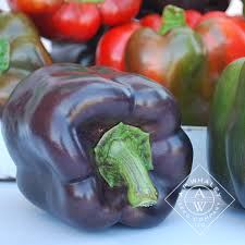 Afbeeldingsresultaat voor purple beauty sweet pepper