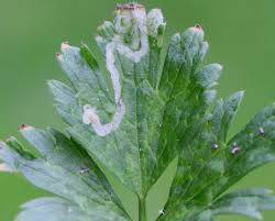 Attēlu rezultāti vaicājumam “Phytomyza ranunculi”