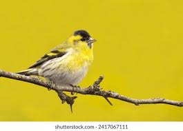 Attēlu rezultāti vaicājumam “Carduelis spinus”