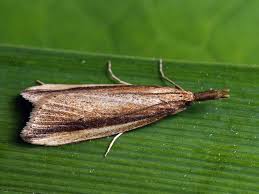 Attēlu rezultāti vaicājumam “Donacaula mucronella”