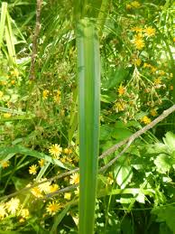 Attēlu rezultāti vaicājumam “Scirpus sylvaticus flower”