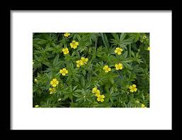 Attēlu rezultāti vaicājumam “Potentilla erecta”