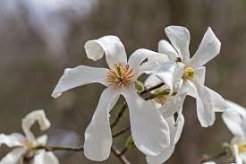 Attēlu rezultāti vaicājumam “Magnolia kobus flower”