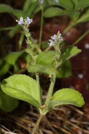 Image result for Veronica officinalis