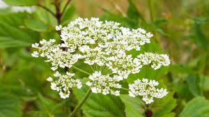 Image result for Petersilie