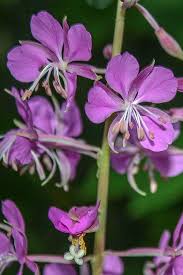 Attēlu rezultāti vaicājumam “Epilobium angustifolium bud”
