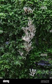 Attēlu rezultāti vaicājumam “Lentaria sp.”