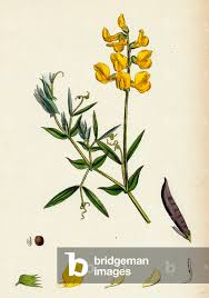 Attēlu rezultāti vaicājumam “Lathyrus pratensis”