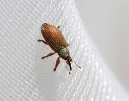 Attēlu rezultāti vaicājumam “Brachonyx pineti”