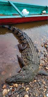 Image result for Crocodylus acutus