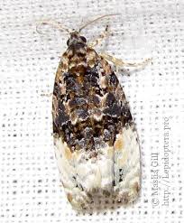 Attēlu rezultāti vaicājumam “Apotomis betuletana”