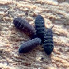 Attēlu rezultāti vaicājumam “Hypogastrura sp.”