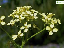 Attēlu rezultāti vaicājumam “Bunias orientalis bud”