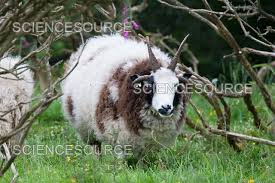 Attēlu rezultāti vaicājumam “Ovis aries”