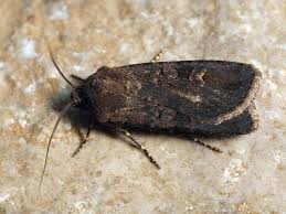 Attēlu rezultāti vaicājumam “Euxoa nigricans”