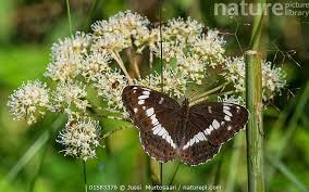 Attēlu rezultāti vaicājumam “Limenitis camilla”