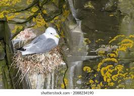 Attēlu rezultāti vaicājumam “Rissa tridactyla nest”