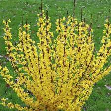 Attēlu rezultāti vaicājumam “Forsythia”