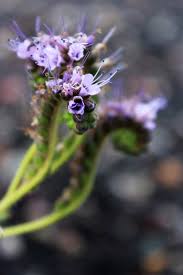Image result for Phacelia