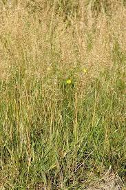 Attēlu rezultāti vaicājumam “Agrostis capillaris”