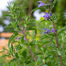 Image result for Dracocephalum moldavicum