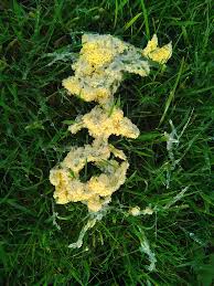 Attēlu rezultāti vaicājumam “Didymium spongiosum spores”