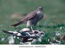 Attēlu rezultāti vaicājumam “Accipiter nisus female”