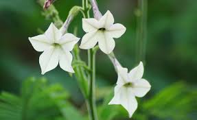Attēlu rezultāti vaicājumam “Nicotiana tabacum”