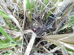 Attēlu rezultāti vaicājumam “Emberiza schoeniclus nest”