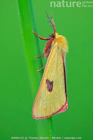 Attēlu rezultāti vaicājumam “Diacrisia sannio male”