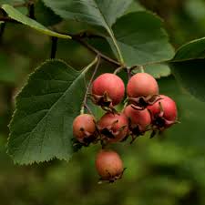 Attēlu rezultāti vaicājumam “Crataegus macracantha fruit”
